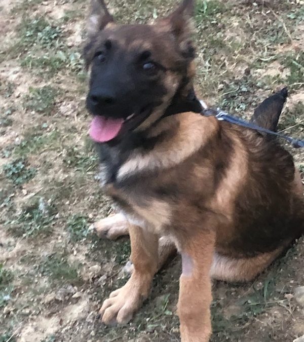 A L’ADOPTION LOKY, jeune malinois de 5 mois