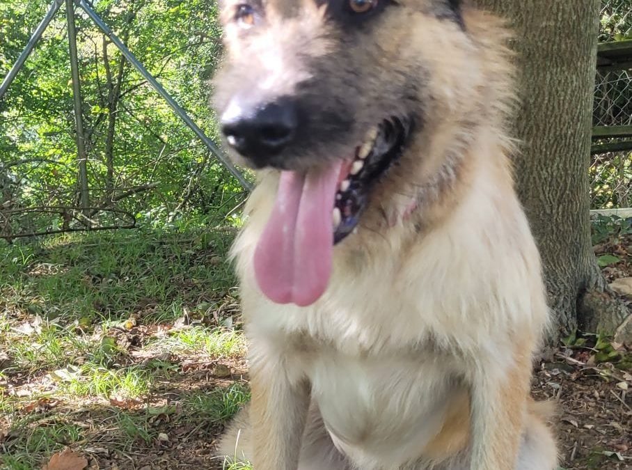 A l’ADOPTION SPIKE croisé berger/malinois